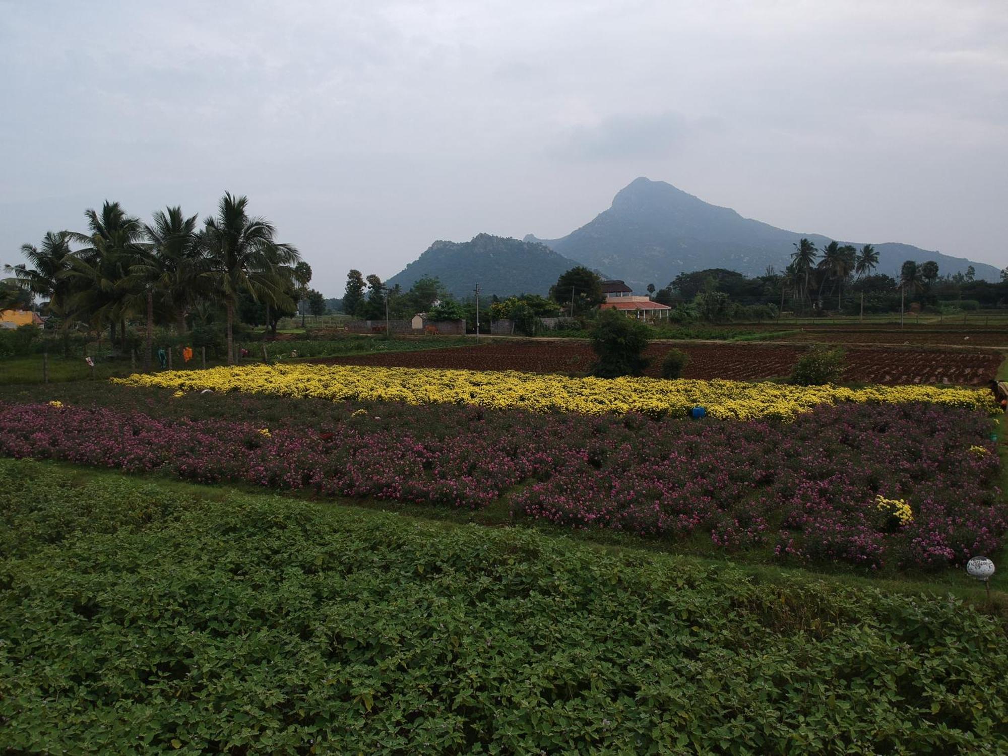 Rpm Home Stay Tiruvannāmalai Exteriör bild